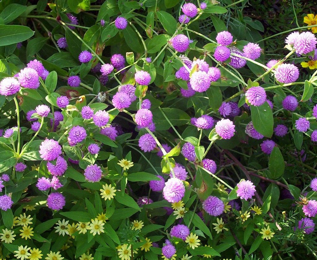Light purple globe amaranth flowers