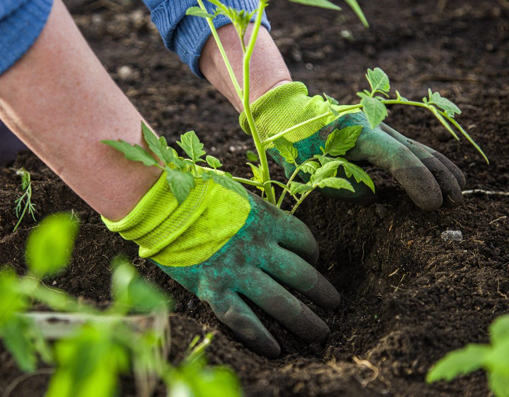 Gloved hands planting a tomato plant