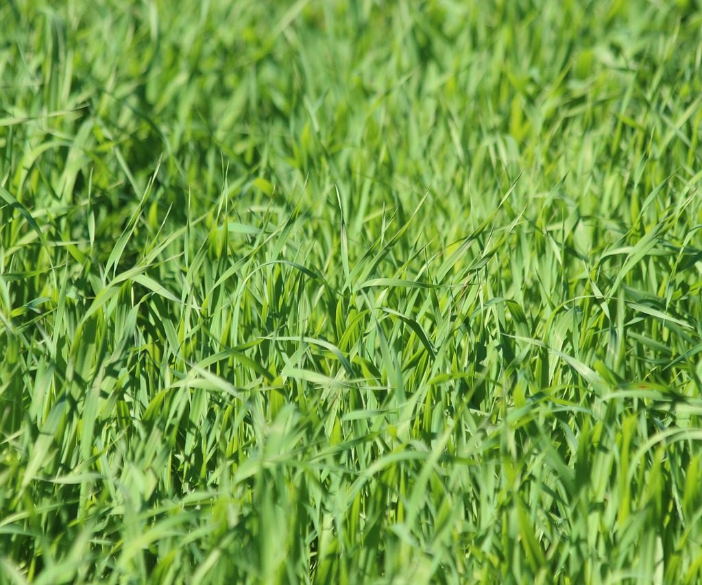 A patch of young green oats