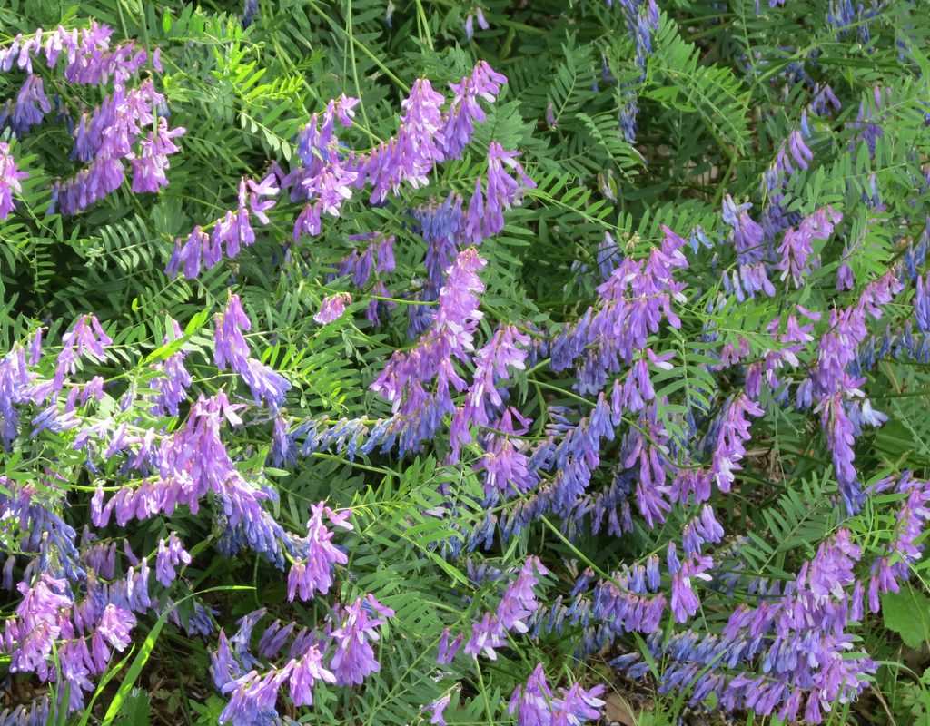 A patch of hairy vetch