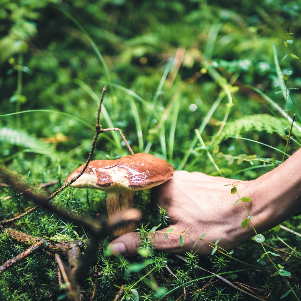 Person holding a mushroom