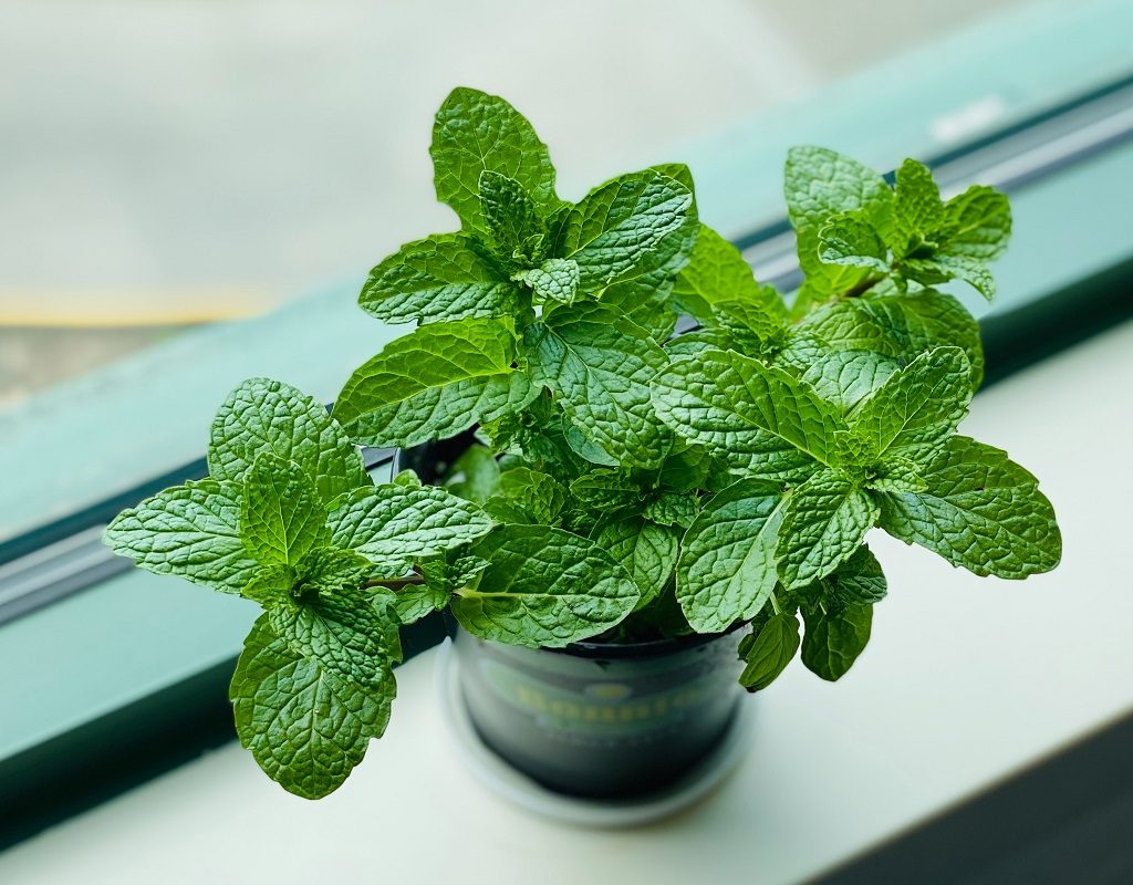 A potted indoor mint plant