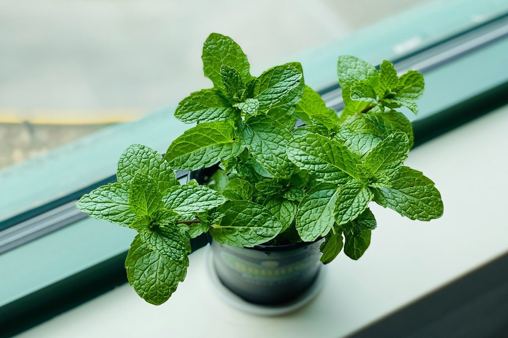 A potted indoor mint plant