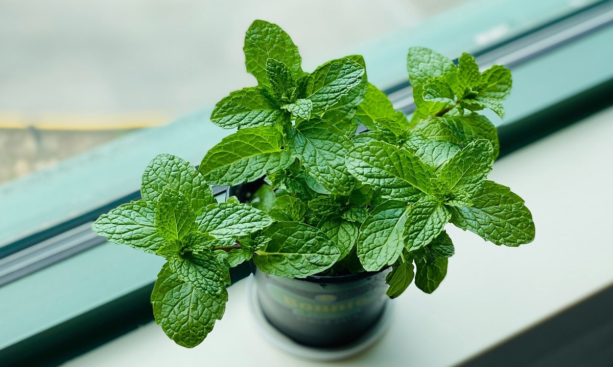 A potted indoor mint plant