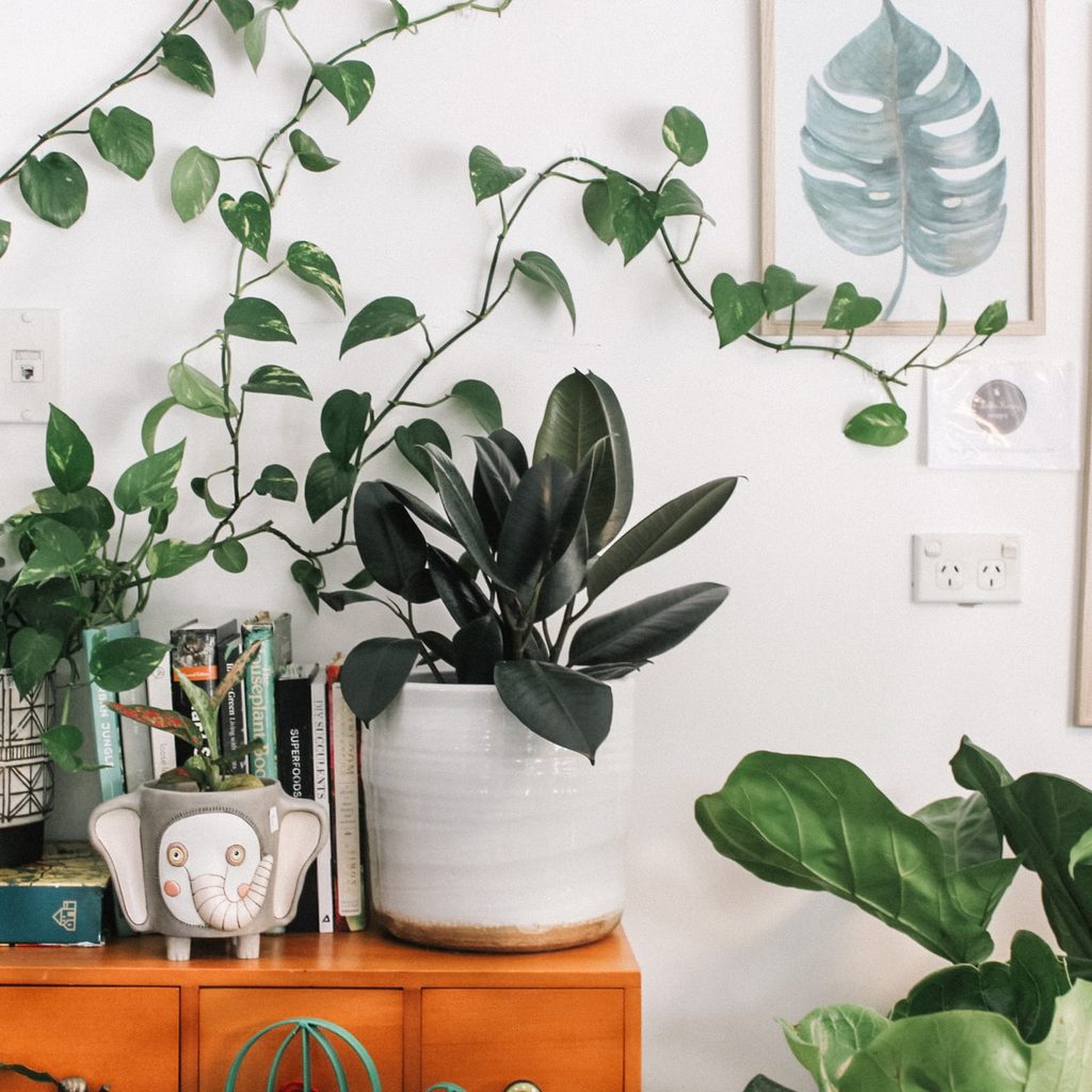 Indoor plant collection