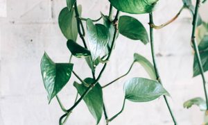Hanging pothos plant