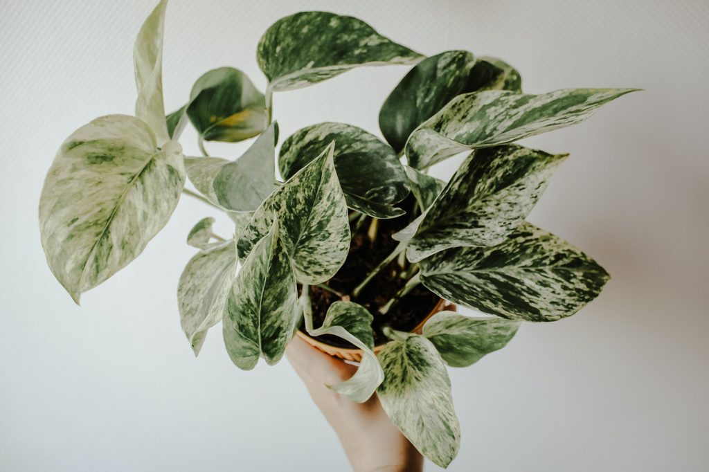 Marble queen pothos plant
