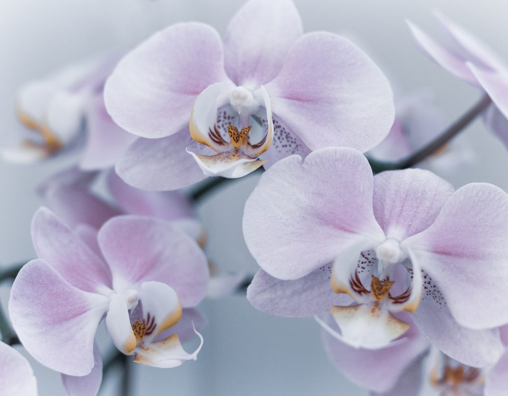 A close-up of light purple orchid blooms