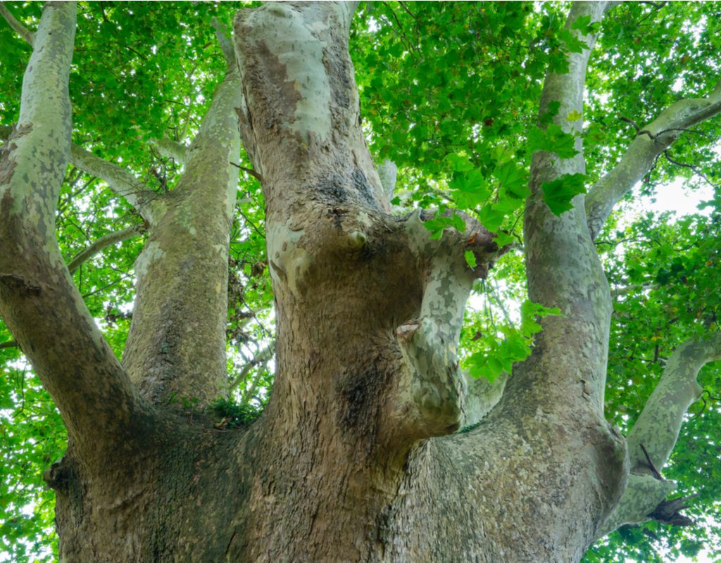 A london plane tree, seen from below