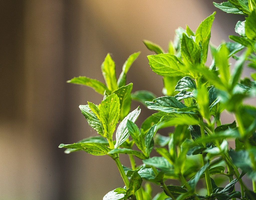 Growing sprigs of mint leaves
