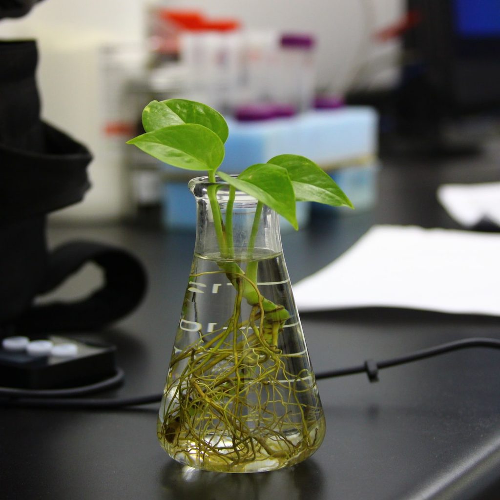 Pothos cutting in water