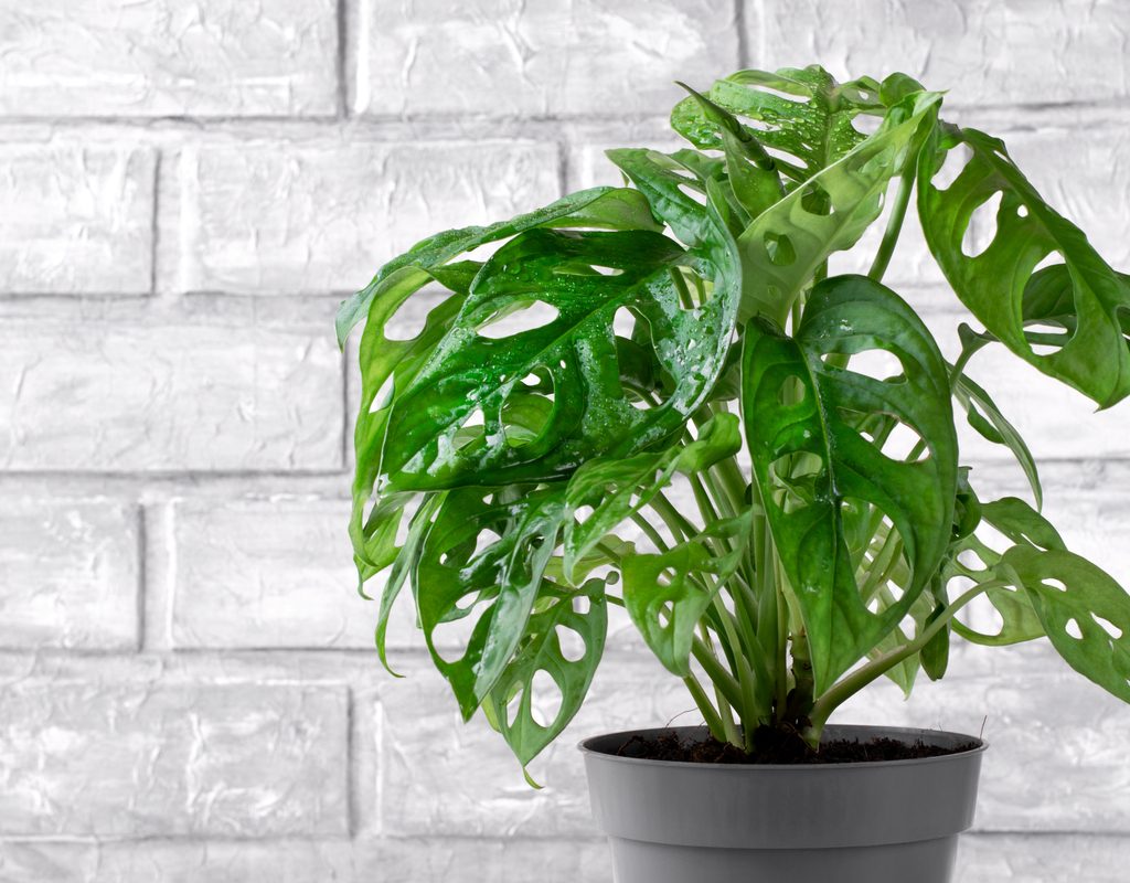 Monstera adansonii