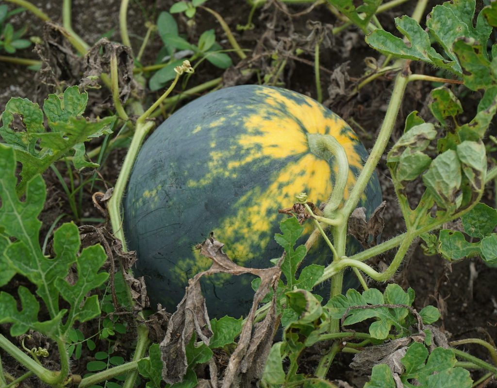 A moon and stars watermelon growing on the vine