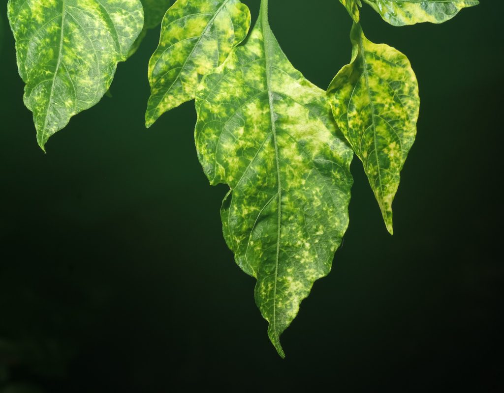 Mosaic virus pattern on leaves