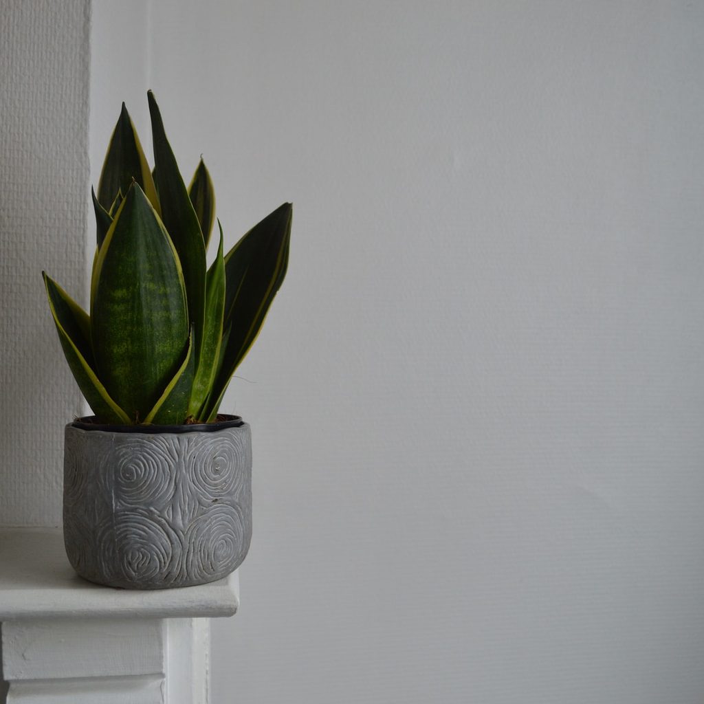 snake plant on shelf