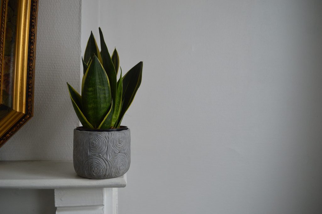 snake plant on shelf