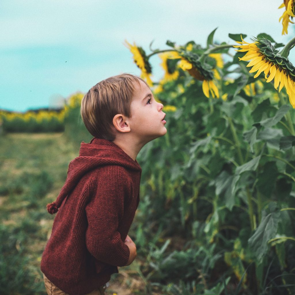 little boy with sunflowers