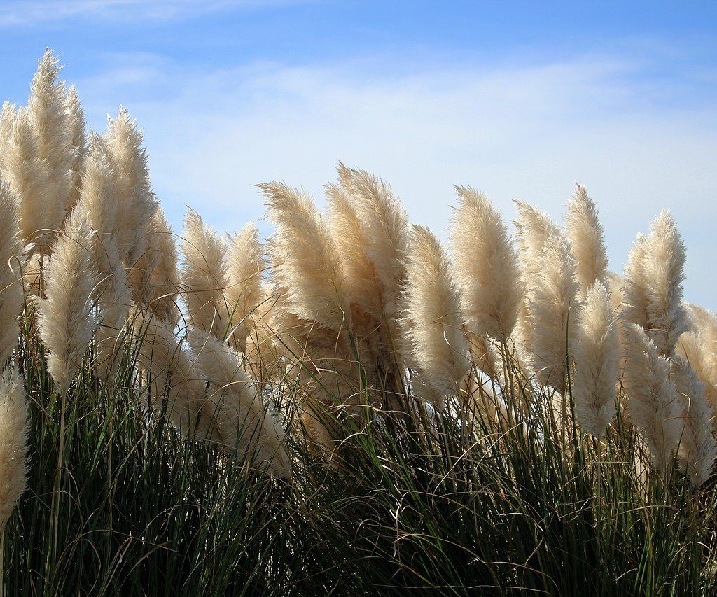 Pampas grass