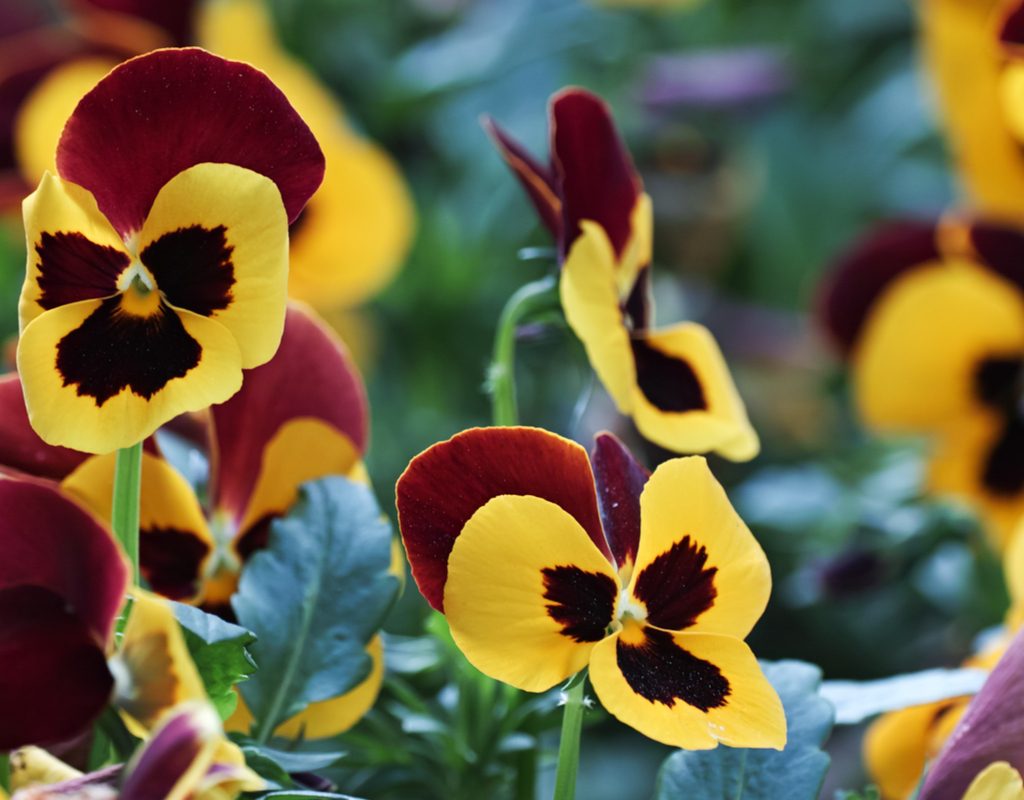 Pansy flowers