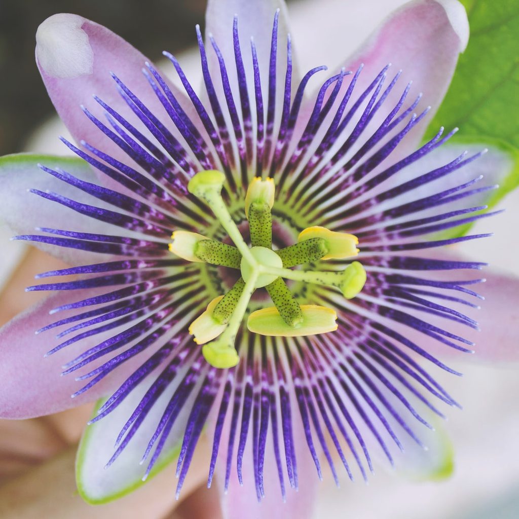 Passion flower plant closeup