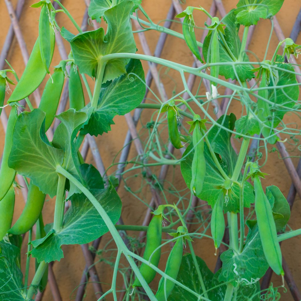Green pea plants climbing a trellis