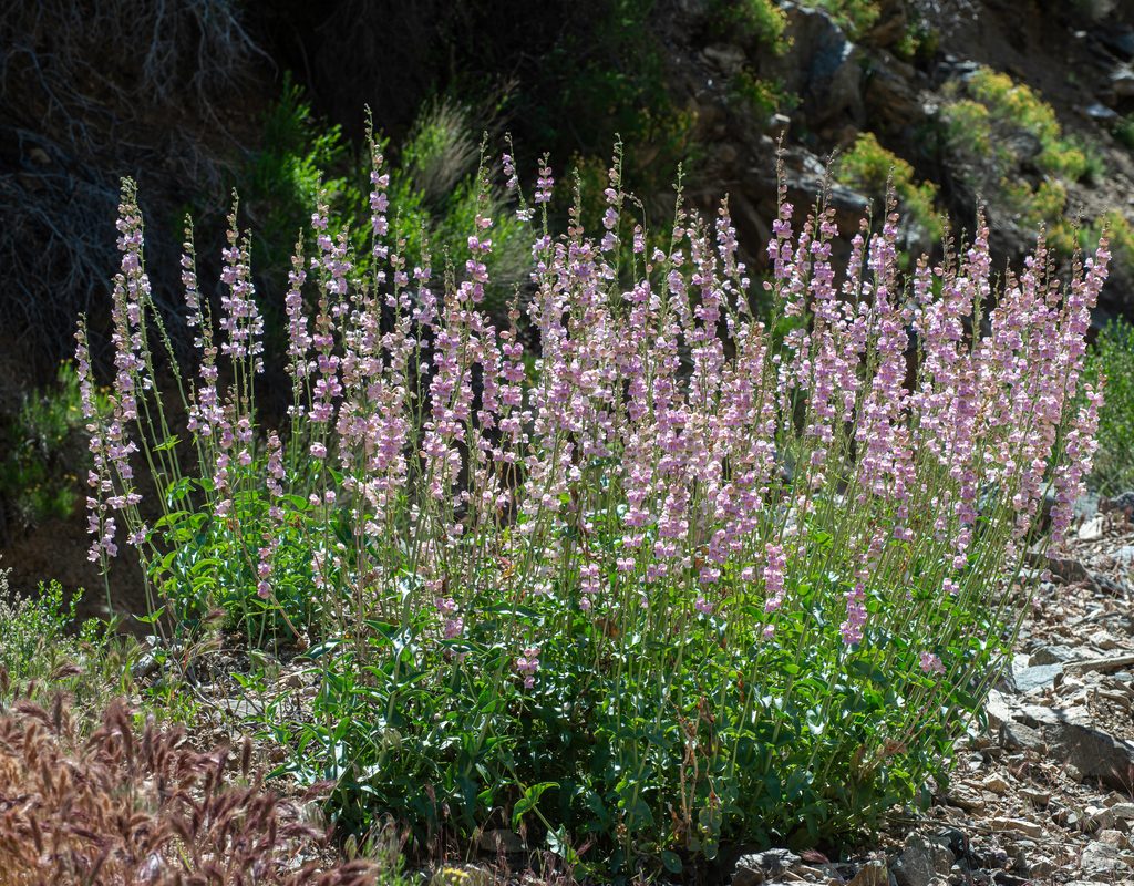 penstemon plant in bloom