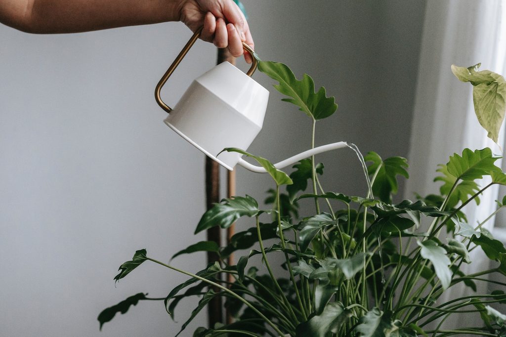 Person watering plants
