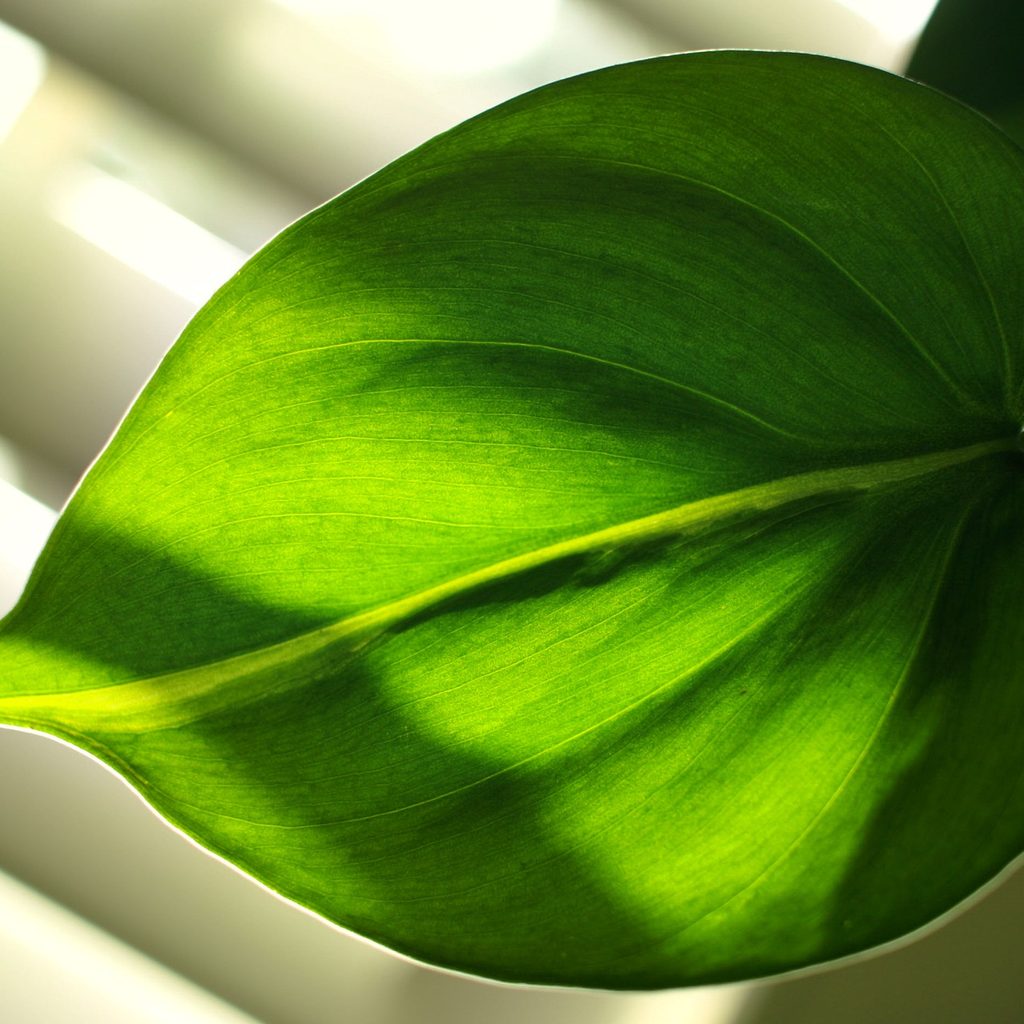 Philodendron heartleaf