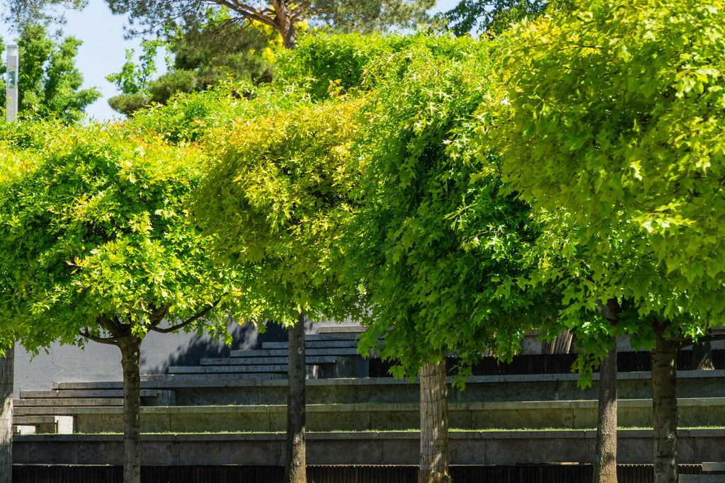 A line of young pin oaks