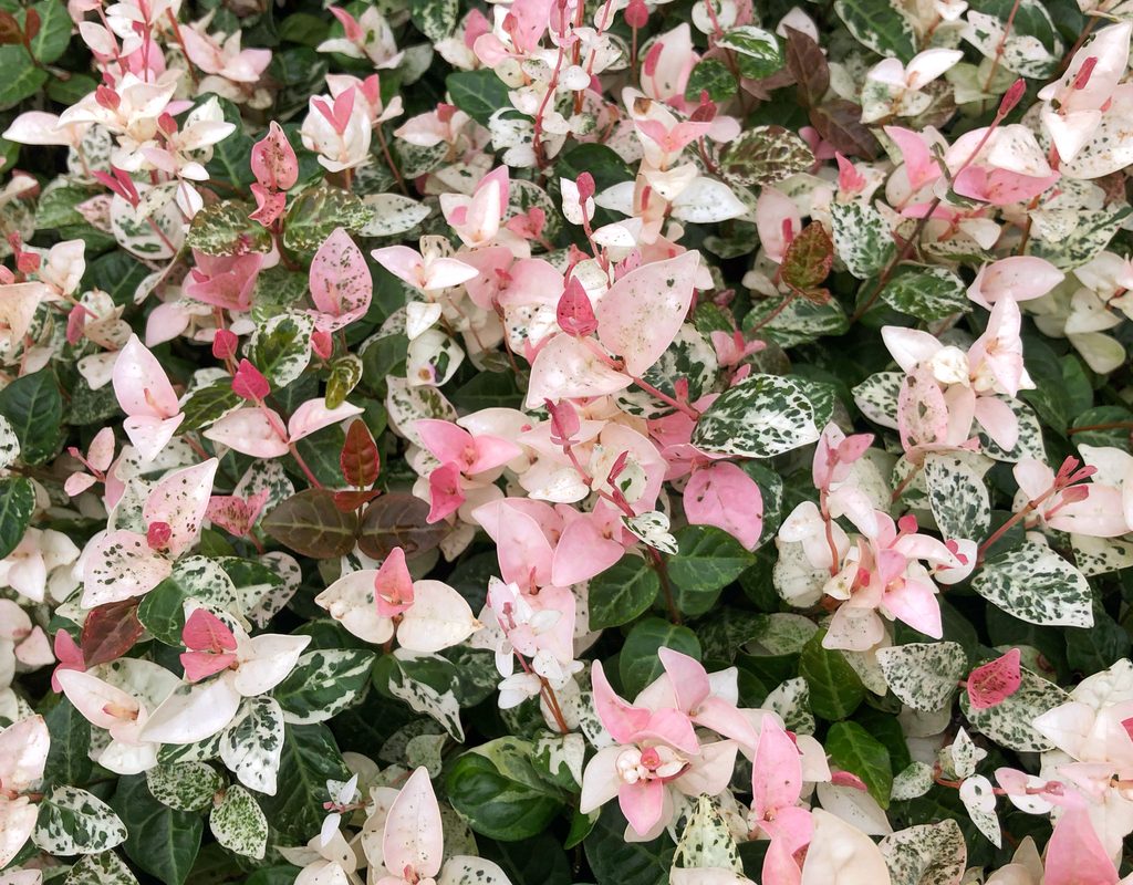 snow n summer asiatic jasmine