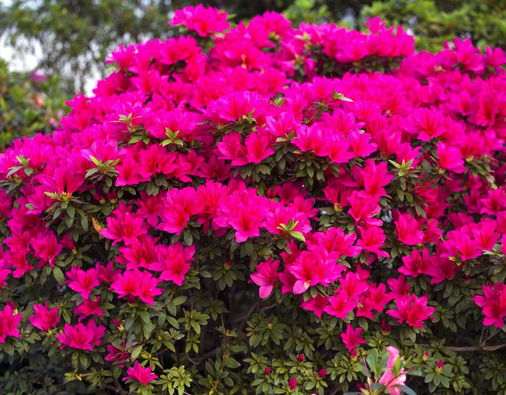 A bush of bright pink azaleas