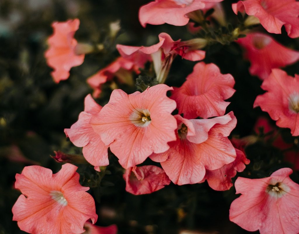A bunch of pink petunia blooms