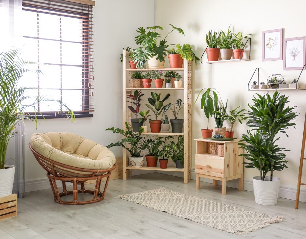 Plants displayed on a bookshelf stand
