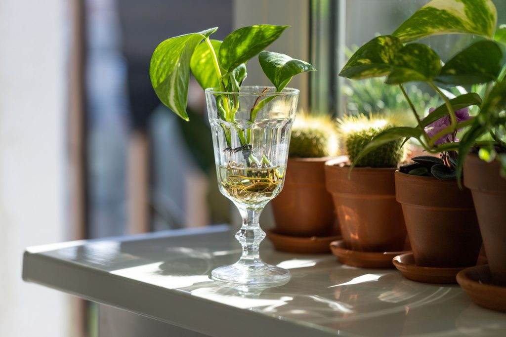 Golden pothos cutting rooting in a glass