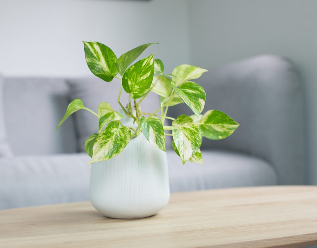 Golden pothos growing in a white jar