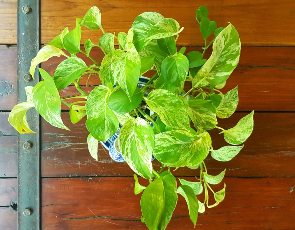 A golden pothos hanging in a container on a wooden wall