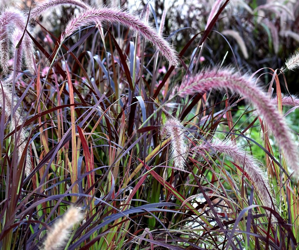Purple fountain grass