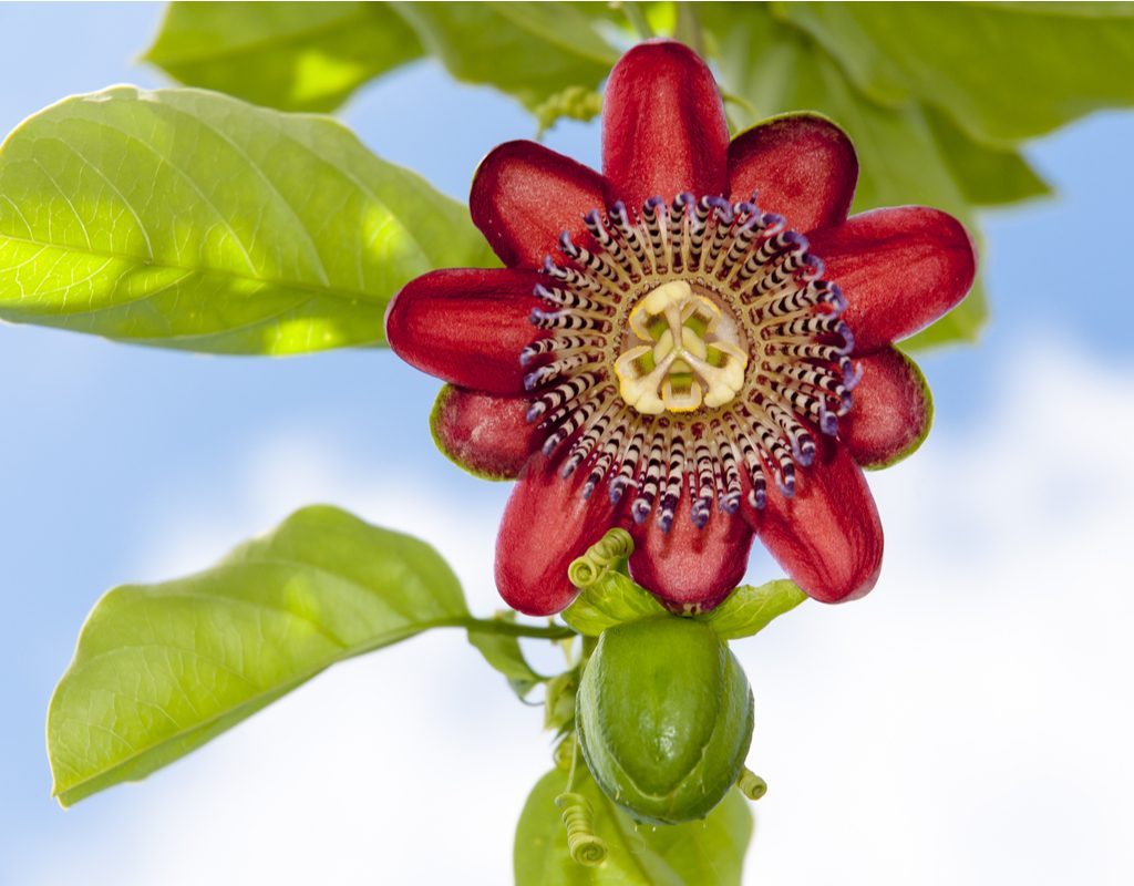 A red passion flower bloom