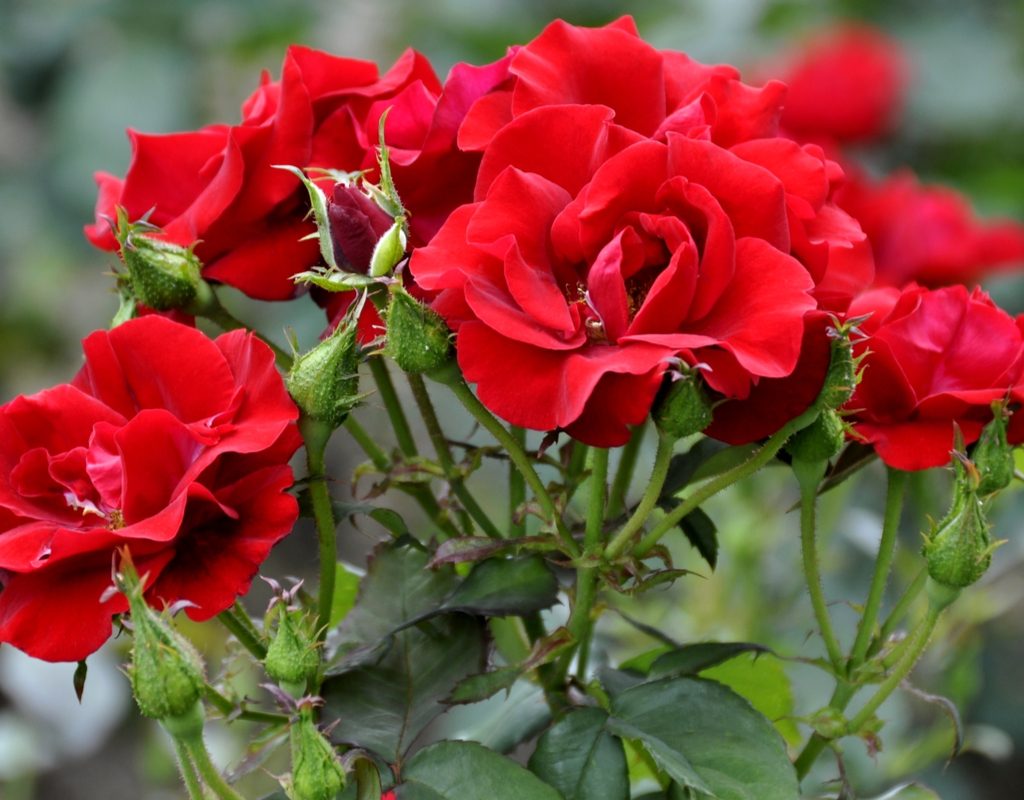 Red roses