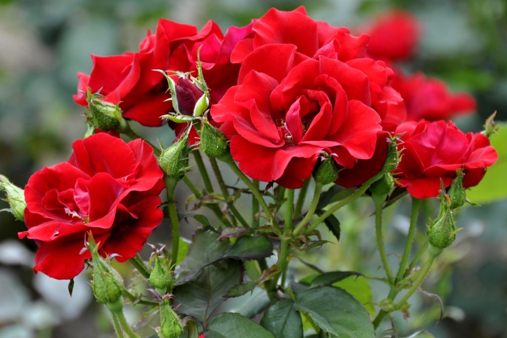 Red roses