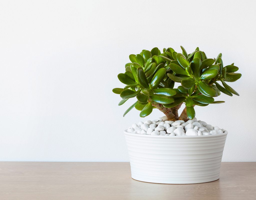 A small jade plant in a white pot