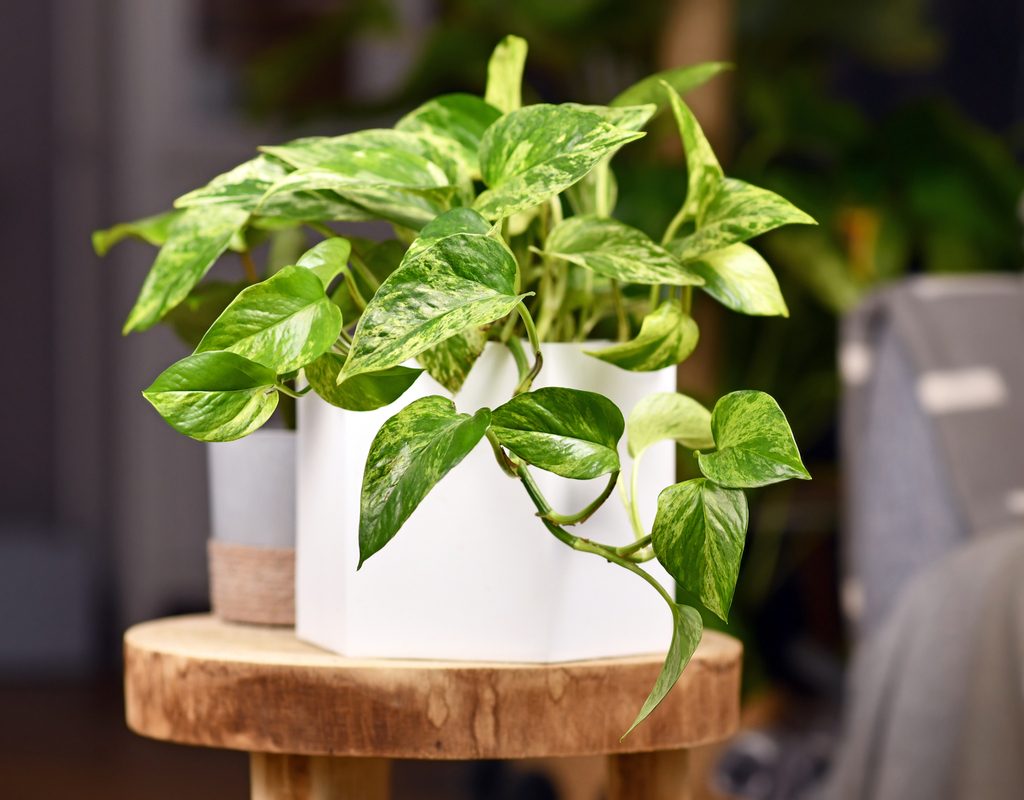 A small pothos in a white pot