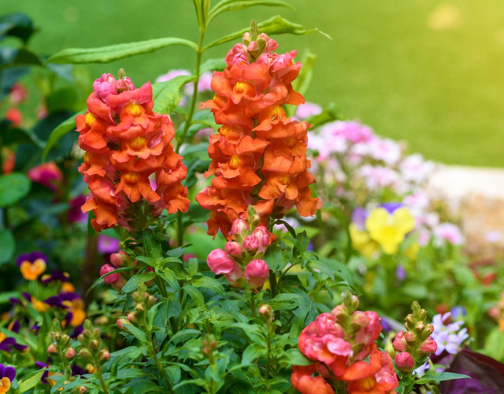 Snapdragon flowers