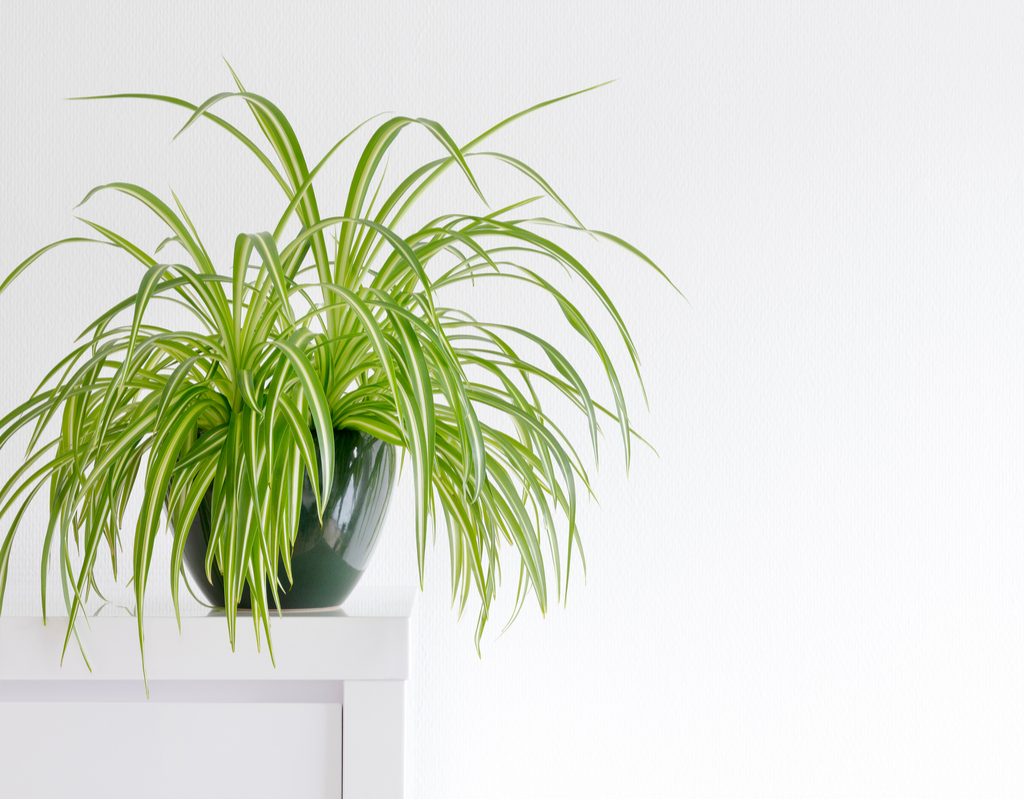 A potted spider plant