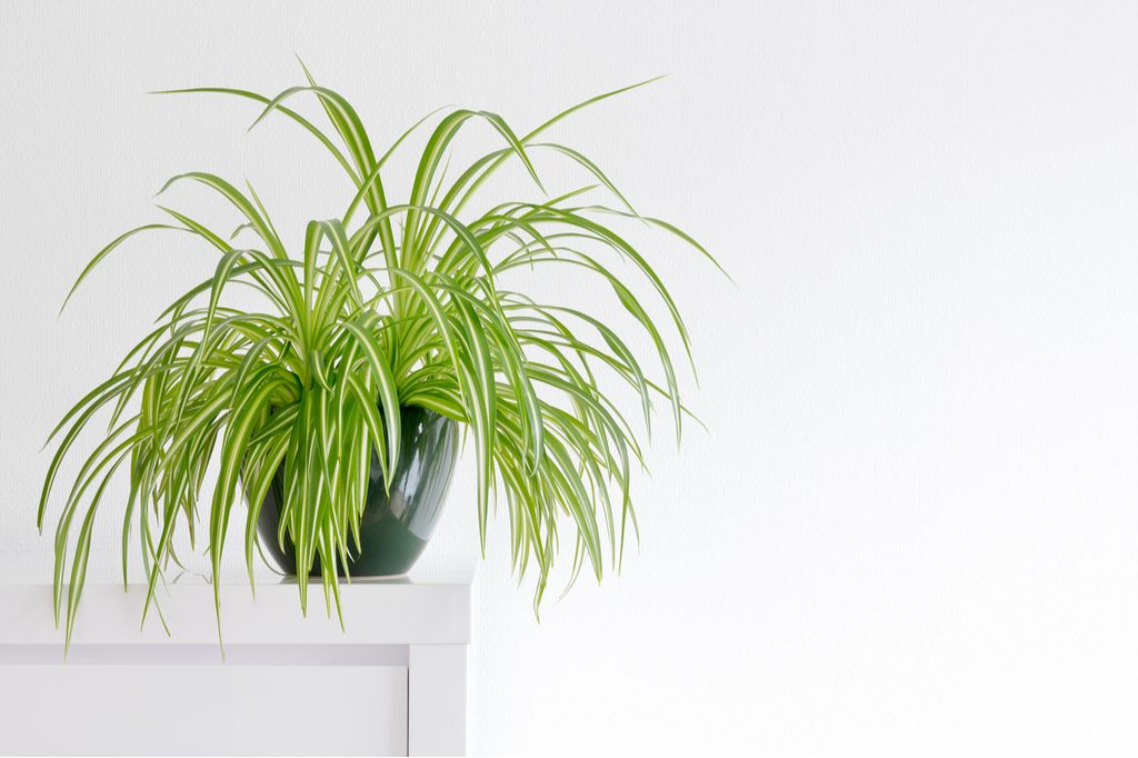 A potted spider plant