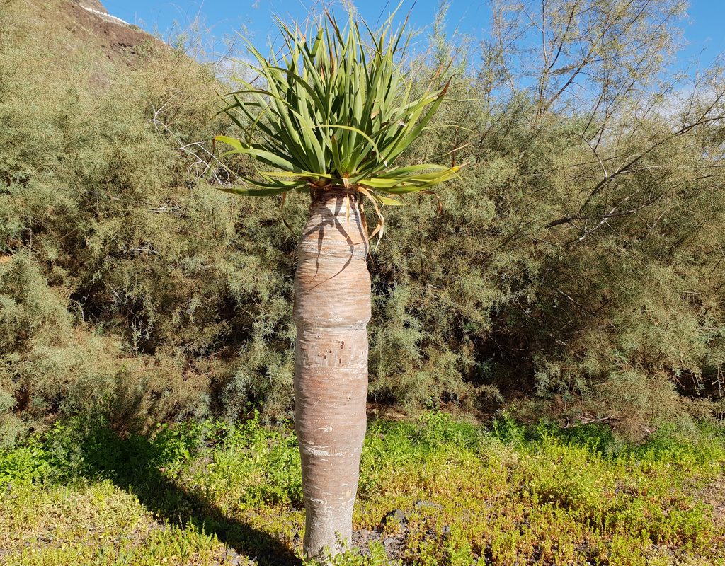 Spindle palm