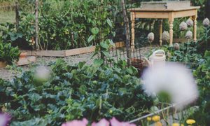 what is smart gardening stella de smit l cj8xxusho unsplash