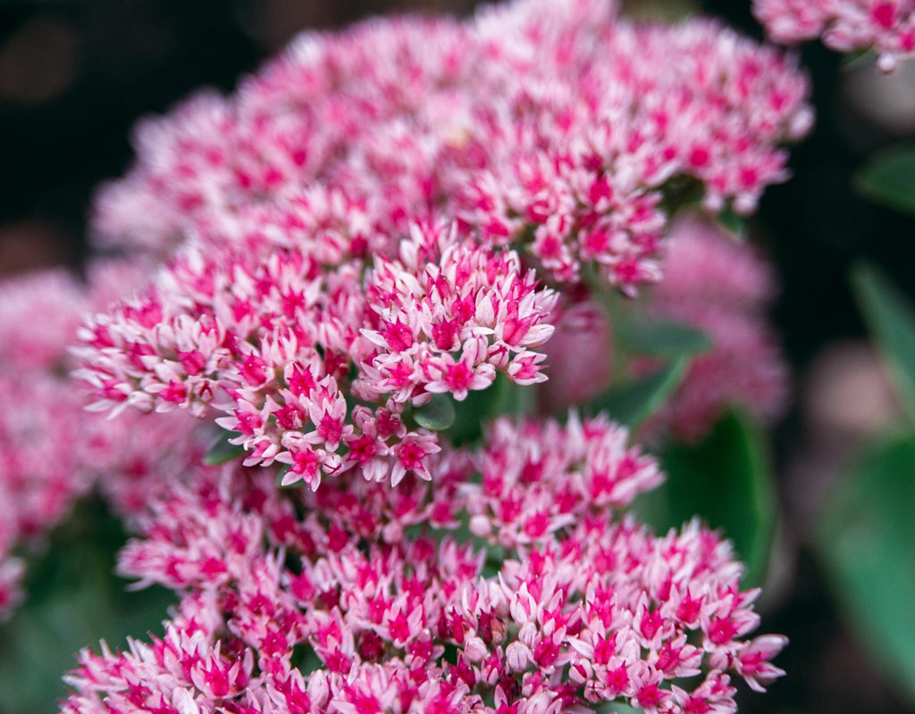 A close-up of stonecrop blooms
