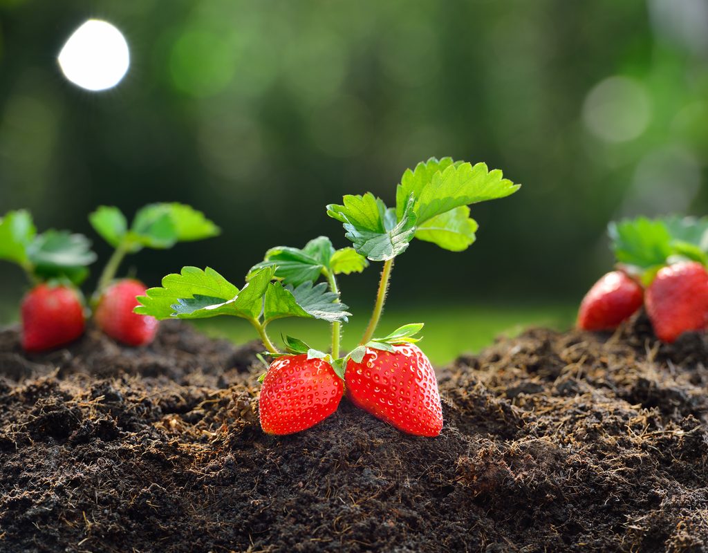 Fresh strawberries on a plant