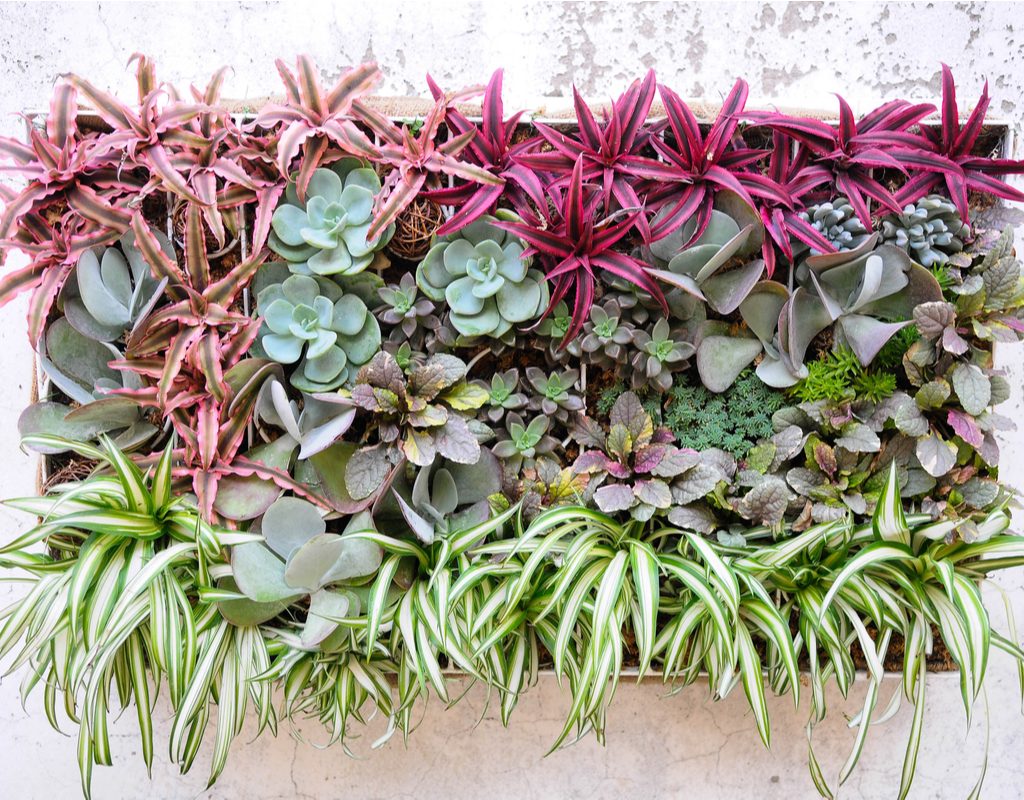 Succulents arranged in a box